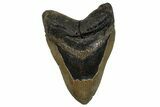 Fossil Megalodon Tooth - North Carolina #258745-1